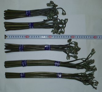 WARABI1.JPG - 20,232BYTES