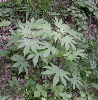 SIDOKE.JPG - 45,160BYTES